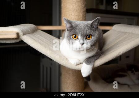 curious young british shorthair cat resting on hammock of scratching post looking at camera Stock Photo