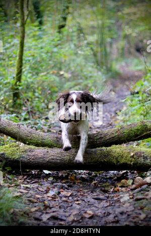 English Springer spaniel leaping over a branch with a stick in his mouth Stock Photo