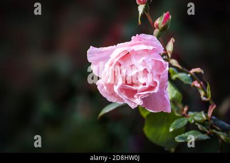 A single pink rose on a rosebush Stock Photo