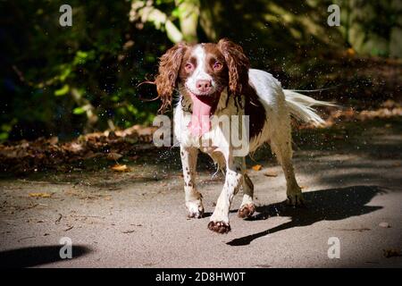 English Springer Spaniel running towards camera Stock Photo