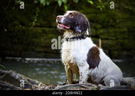 English Springer Spaniel sitting looking up by a river Stock Photo