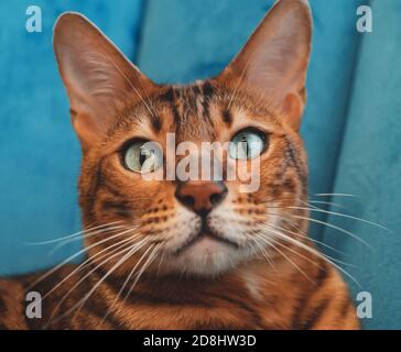 Closeup of a cute domestic Bengal cat lying on a bed with a blurry ...