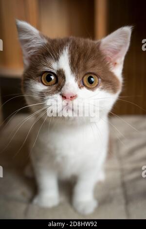 cute white cinnamon british shorthair kitten sitting on scratching post looking at camera Stock Photo