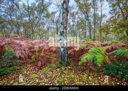 Silver birch trees and bracken in woodland in autumn, Bucklebury Common, West Berkshire, England, United Kingdom, Europe Stock Photo