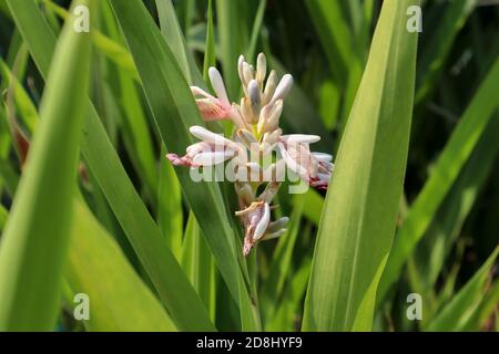 Greater Galangal (Alpinia galanga) plant is a pungent rhizome in the ginger family, and a classic ingredient in Thai cooking. It is also a perennial h Stock Photo