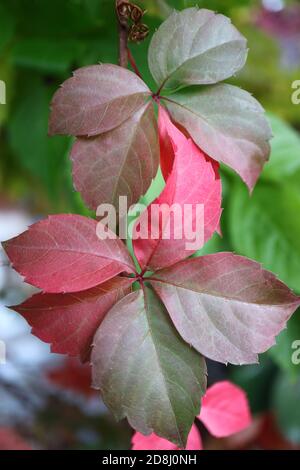 Red and green autumn leaves ,colorful leaves macro, autumn leaves in the garden, colorful leaves with patterns, macro photography, stock image Stock Photo