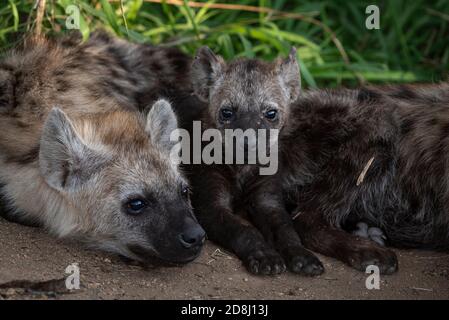 Hyeana youngsters waiting for their mothers to return Stock Photo