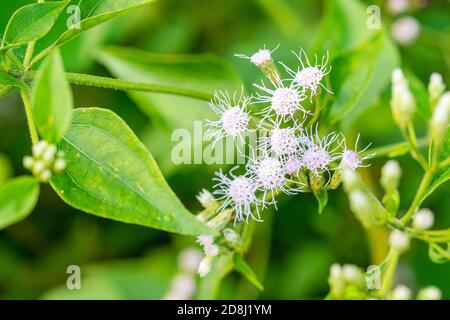 Ageratum conyzoides flower with blurred green leaf in rural area, Selective focus blossom, Macro Stock Photo