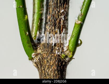 colony of Mealybugs Pseudococcidae scabies Diaspididae attacking the indoor lemon Stock Photo