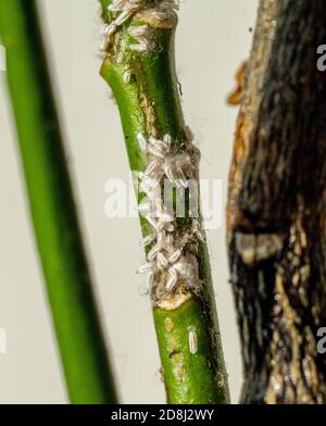 colony of Mealybugs Pseudococcidae scabies Diaspididae attacking the indoor lemon Stock Photo