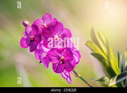 Orchid, Vanda sanderiana, considered, As the Queen of Philippine, Orchid flowers on blurred green nature background, Macro Stock Photo