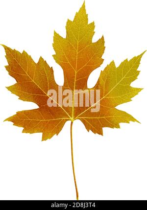 Autumn leaf. Autumn maple leaf isolated on a white background. Vector illustration Stock Vector