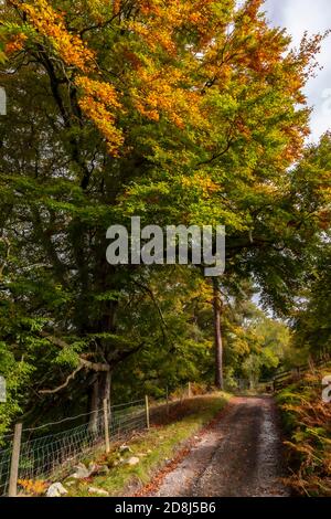 Trees in autumn near Cilcain, North Wales Stock Photo
