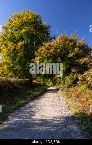 Trees in autumn near Cilcain, North Wales Stock Photo
