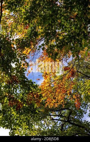 Tree in autumn near Cilcain, North Wales Stock Photo