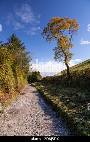 Tree in autumn near Cilcain, North Wales Stock Photo