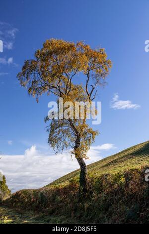 Tree in autumn near Cilcain, North Wales Stock Photo