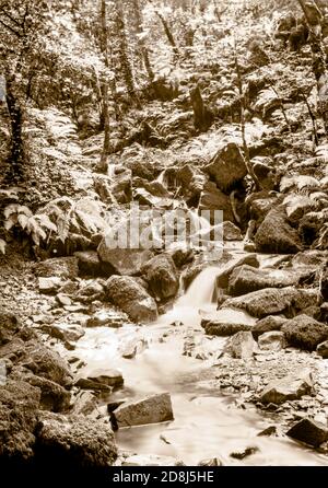 A sepia toned photograph taken on a paper negative in a 7 x 5 inch plate camera in July 2020 of the stream flowing through Horner Woods on Exmoor UK Stock Photo