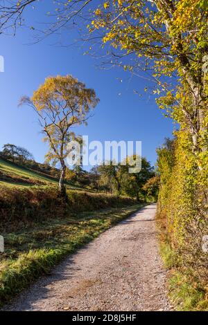 Tree in autumn near Cilcain, North Wales Stock Photo