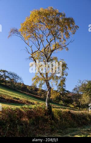 Tree in autumn near Cilcain, North Wales Stock Photo