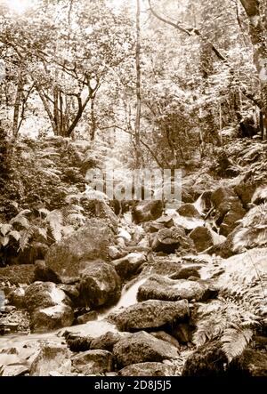 A sepia toned photograph taken on a paper negative in a 7 x 5 inch plate camera in July 2020 of the stream flowing through Horner Woods on Exmoor UK Stock Photo