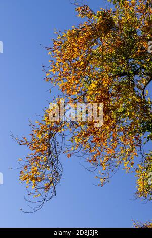 Tree in autumn near Cilcain, North Wales Stock Photo