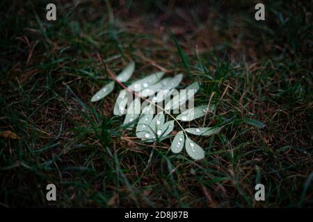 Leaves on a stem with water droplets Stock Photo
