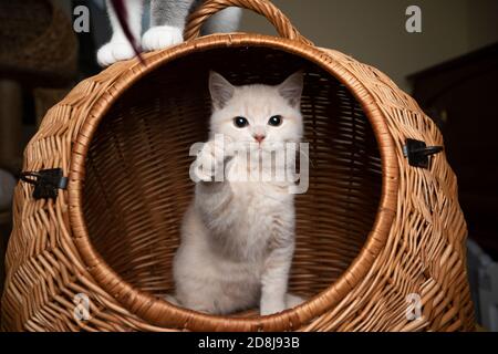 playful cream colored british shorthair kitten inside of basket cat carrier Stock Photo