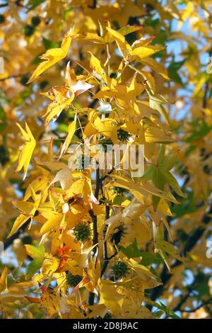 American sweetgum, Amerikanische Amberbaum, Liquidambar styraciflua