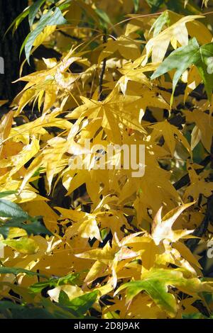 American sweetgum, Amerikanische Amberbaum, Liquidambar styraciflua