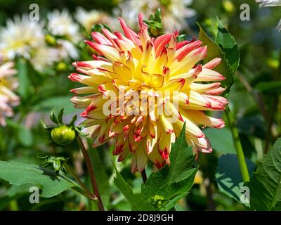 Closeup of a beautiful Dahlia flower with yellow and pink petals in a garden Stock Photo