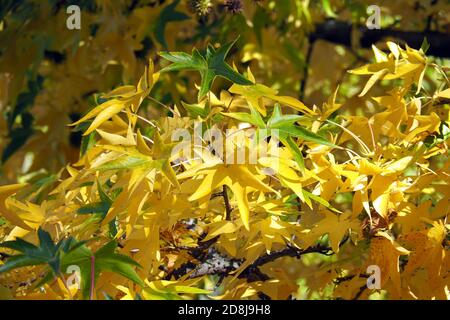 American sweetgum, Amerikanische Amberbaum, Liquidambar styraciflua