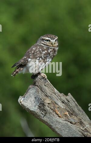 Captive Little Owl (Athene noctua ) Sitting on Dead Branch. British Wildlife Centre, Surrey. 22.04.2014. Stock Photo