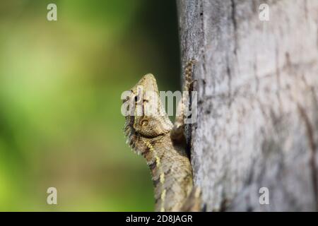 Beautiful garden lizard on tree in nice blurred background Stock Photo