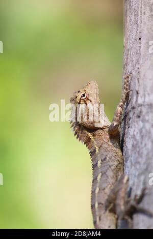 Beautiful garden lizard on tree in nice blurred background Stock Photo