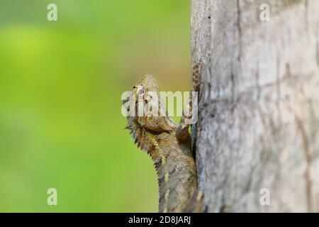 Beautiful garden lizard on tree in nice blurred background Stock Photo