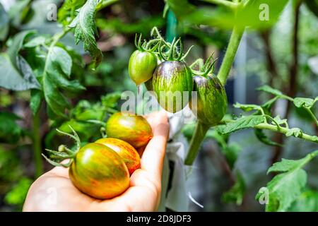 Macro closeup of green variety of small grape tomatoes cluster group hanging growing on plant vine in garden with orange red ripe fruit in palm of han Stock Photo