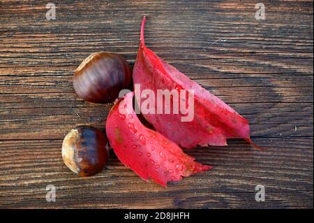 colored autumn composition on a wooden background Stock Photo