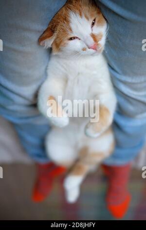 relaxed cute cat lying on the human's legs Stock Photo