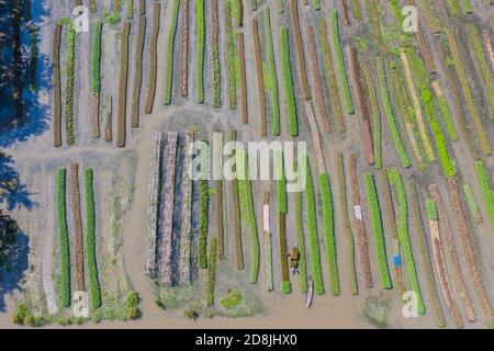 Floating vegetable beds at Najirpur in Pirojpur, Bangladesh. Floating vegetable bed grow in waterlogged and salinity prone areas along the coast are Stock Photo