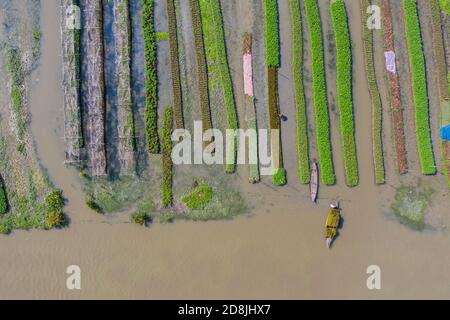 Floating vegetable beds at Najirpur in Pirojpur, Bangladesh. Floating vegetable bed grow in waterlogged and salinity prone areas along the coast are Stock Photo