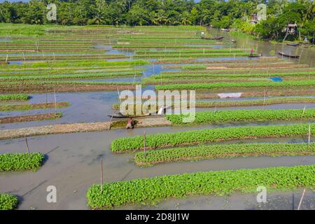 Floating vegetable beds at Najirpur in Pirojpur, Bangladesh. Floating vegetable bed grow in waterlogged and salinity prone areas along the coast are Stock Photo