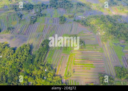 Floating vegetable beds at Najirpur in Pirojpur, Bangladesh. Floating vegetable bed grow in waterlogged and salinity prone areas along the coast are Stock Photo