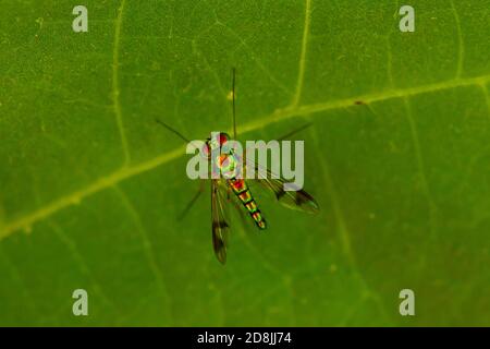 Close up image of a Condylostylus caudatus fly on a green bean leaf. Macro lens image shows the details of the slim, hairy body, vibrant metallic gree Stock Photo