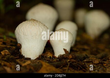 isolated image of Lycoperdon perlatum a.k.a common puffball mushroom, a white club shaped rough textured fungus growing on humid forest floor after ra Stock Photo