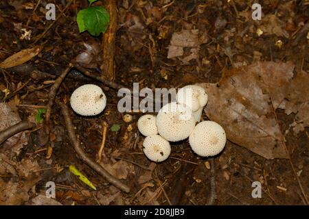 Autumn fungi - two puff balls, edible fruiting bodies (gasterothecium) on  fallen English oak leaves Stock Photo - Alamy