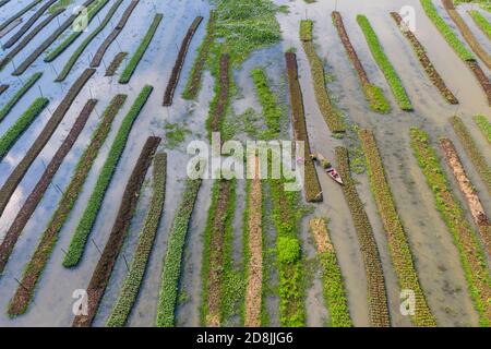 Floating vegetable beds at Najirpur in Pirojpur, Bangladesh. Floating vegetable bed grow in waterlogged and salinity prone areas along the coast are Stock Photo