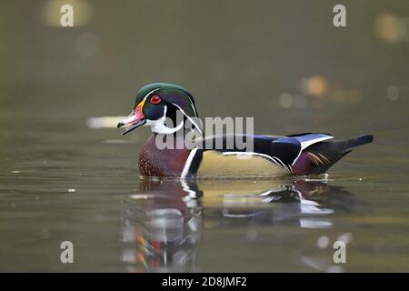 A Wood Duck swimming on a pond with fall colors reflecting the water Stock Photo