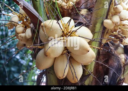 Yellow coconut fruit is still on the tree with raindrops on the skin Stock Photo
