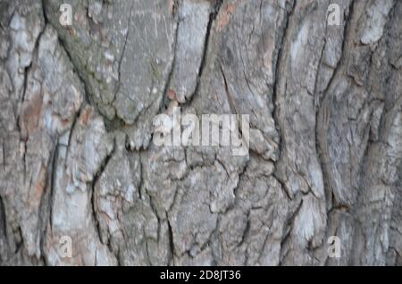 old wooden background Bark of Elm. Seamless Tileable Texture. Stock Photo